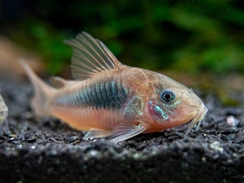 Savona Corydoras+aeneus