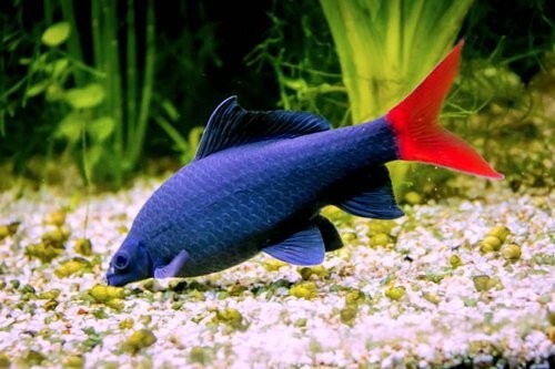 Savona red-tail-black-shark