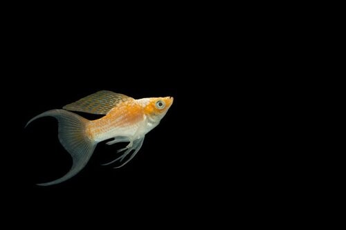 Savona Mollies+poecilia+latipinna