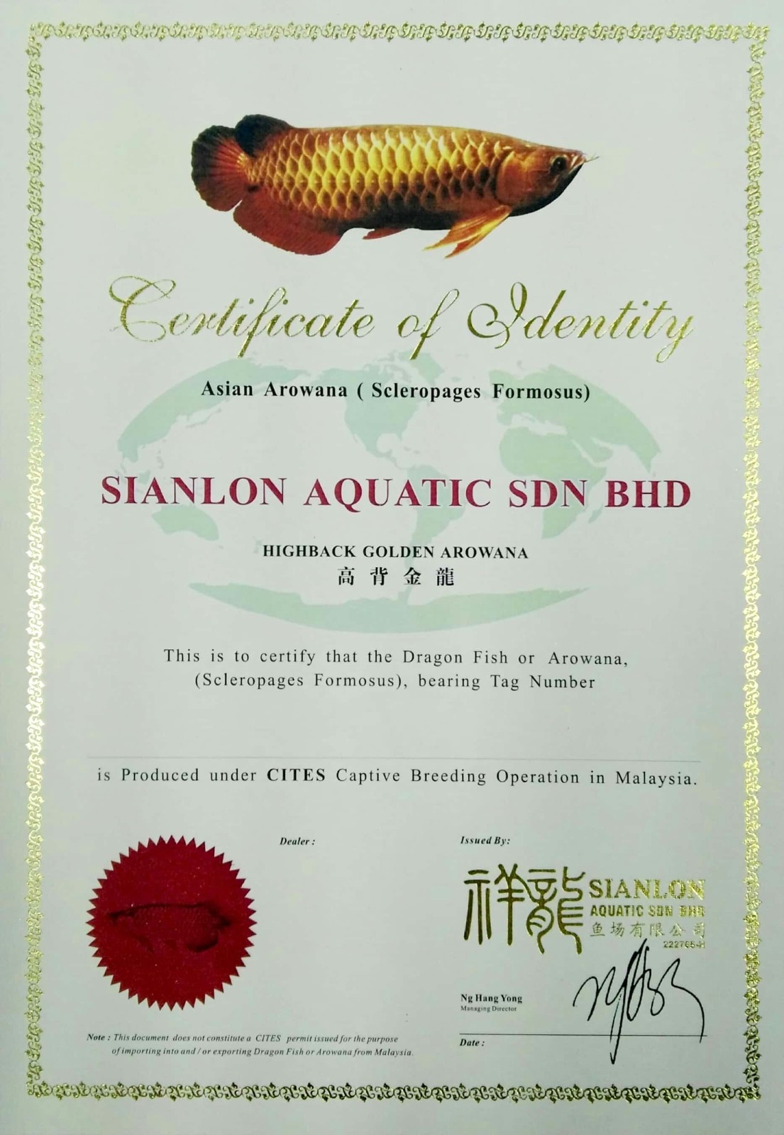 Savona HIGHBACK GOLDENAROWANA